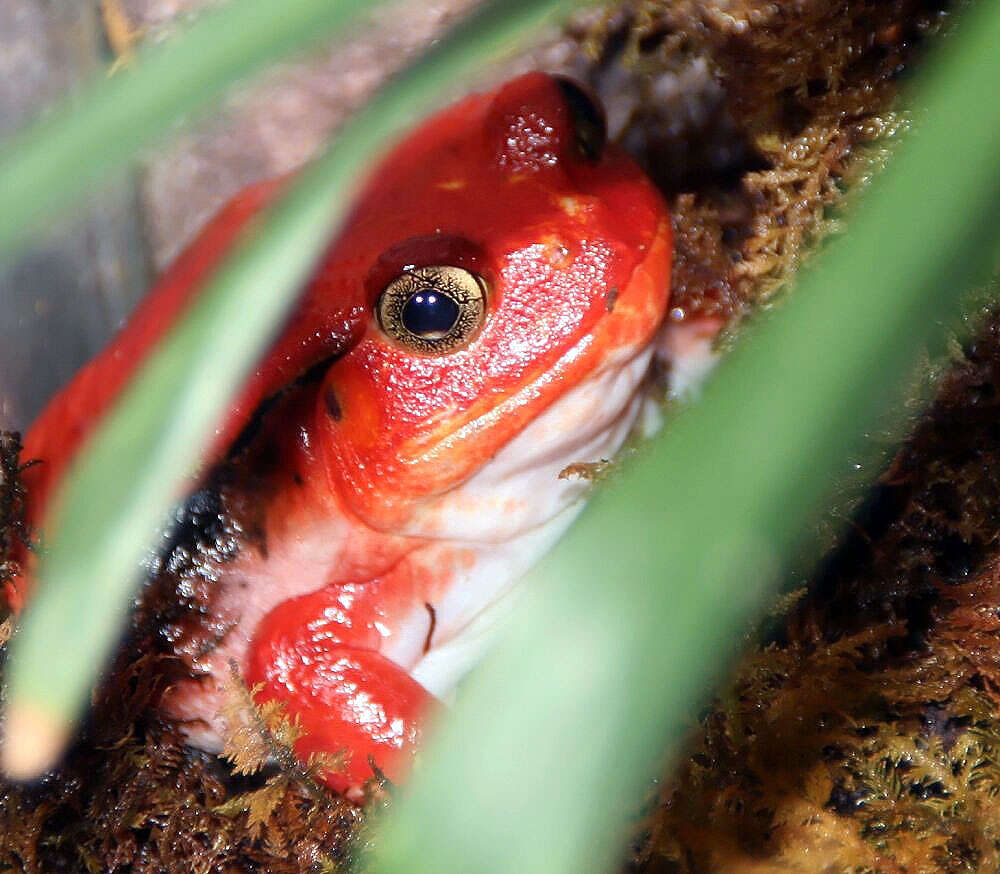 Image of Tomato Frogs