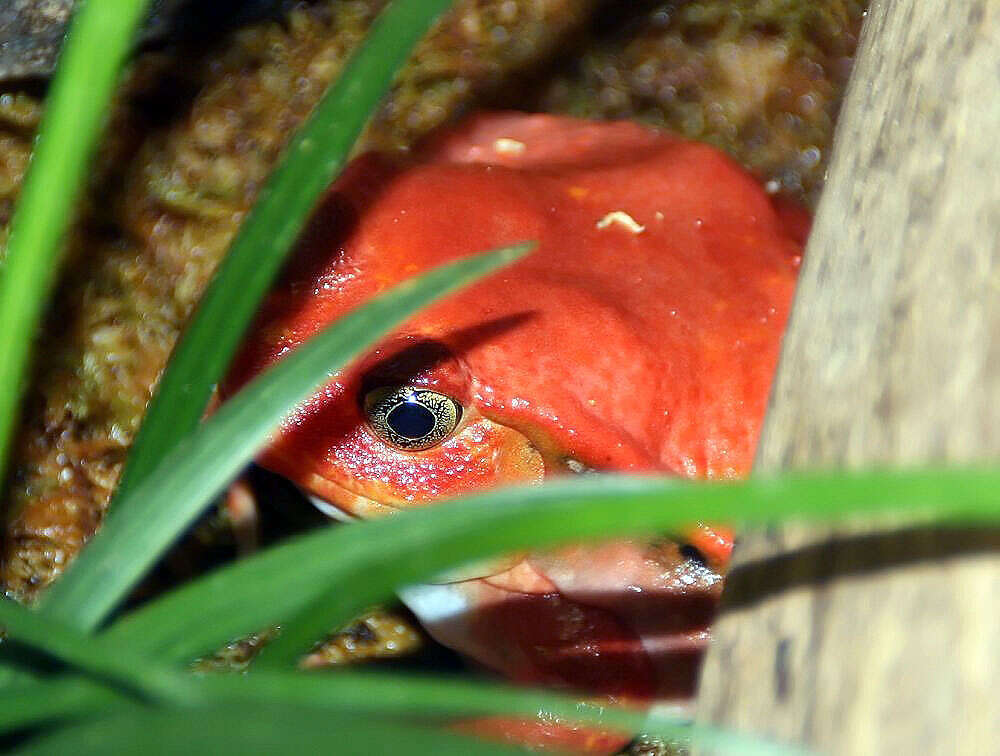 Image of Tomato Frogs