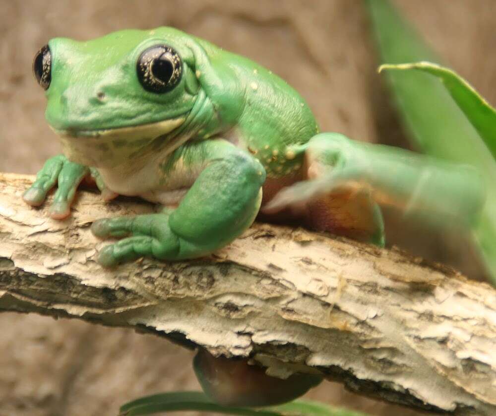 Image of Mexican leaf frog