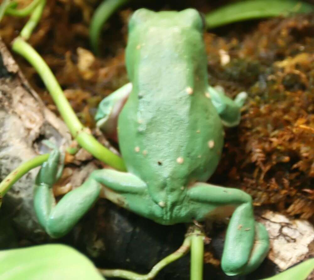 Image of Mexican leaf frog