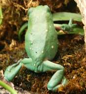 Image of Mexican leaf frog