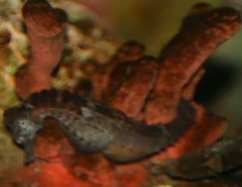 Image of Long-snout Seahorse