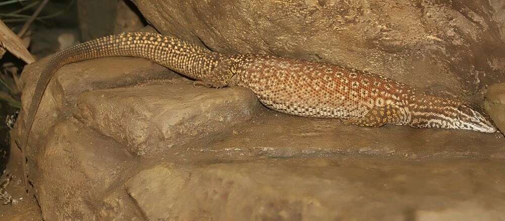 Image of ridge-tailed monitor