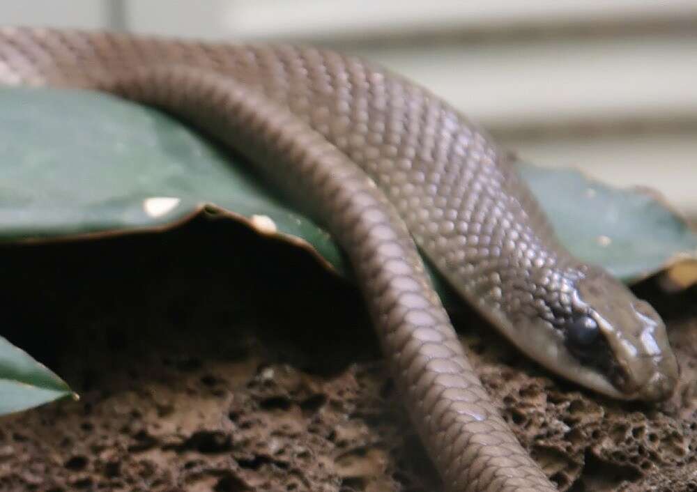 Image of Rufous beaked snake