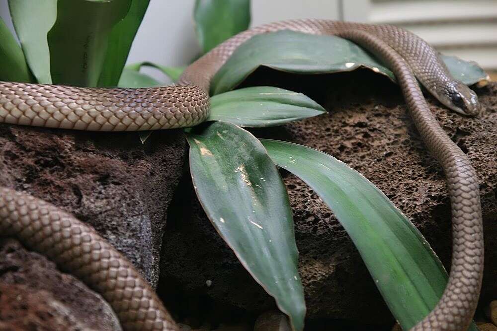 Image of Rufous beaked snake