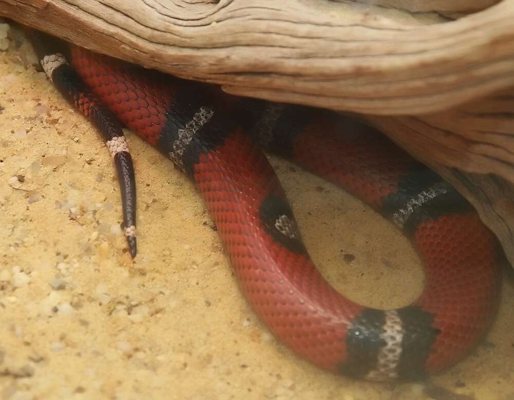 Image of Lampropeltis triangulum nelsoni