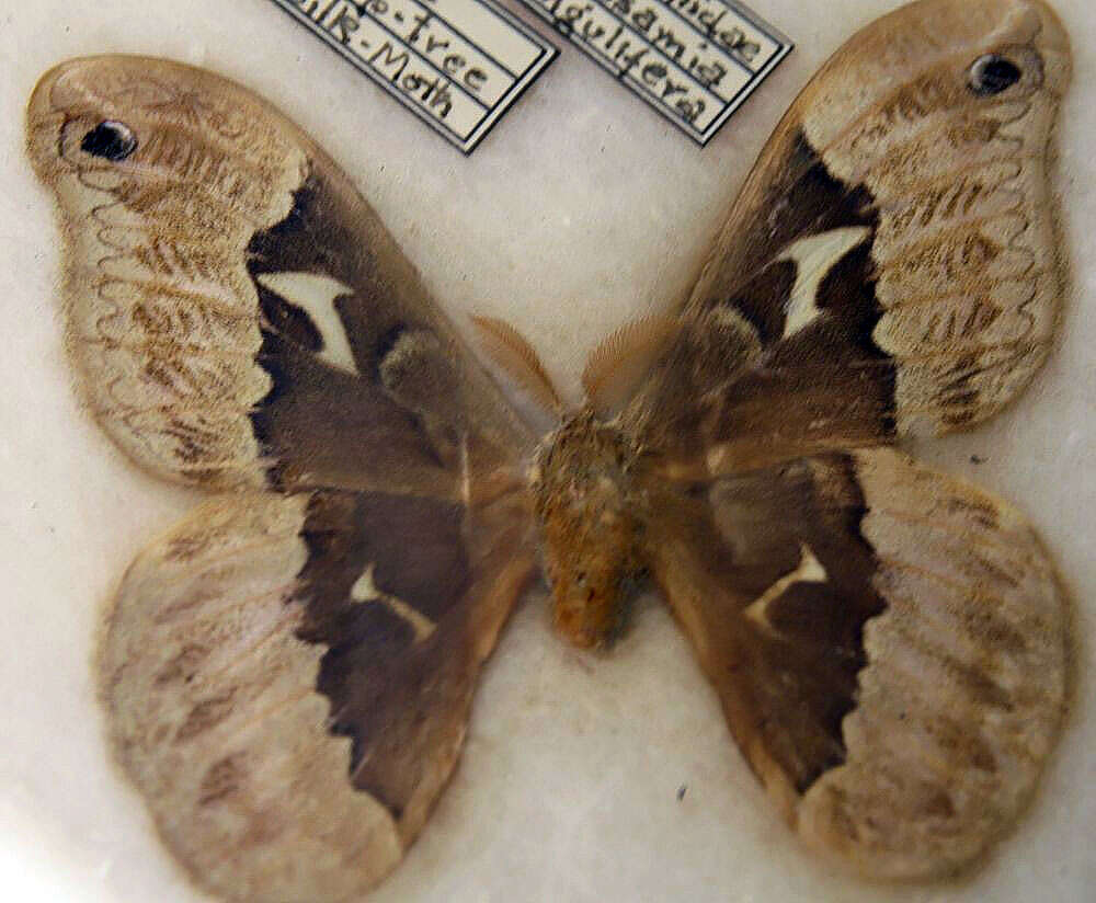 Image of Tulip-tree Silkmoth