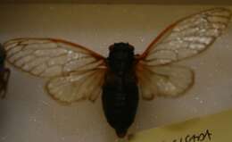 Image of Decim Periodical Cicada