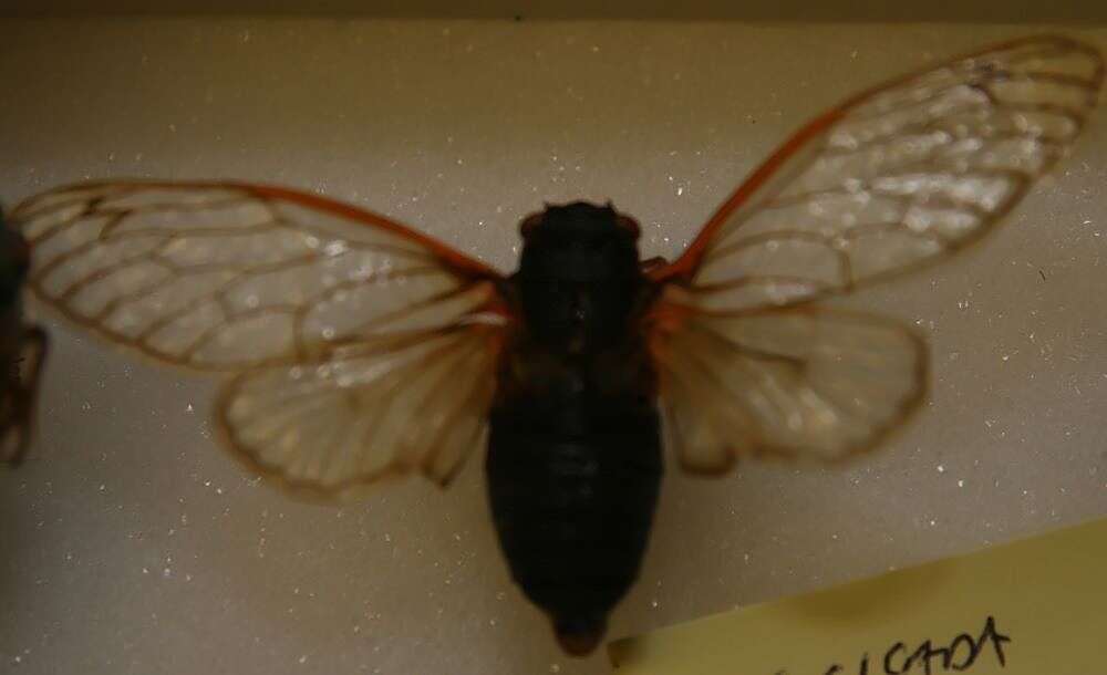 Image of Decim Periodical Cicada