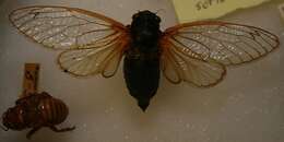 Image of Decim Periodical Cicada