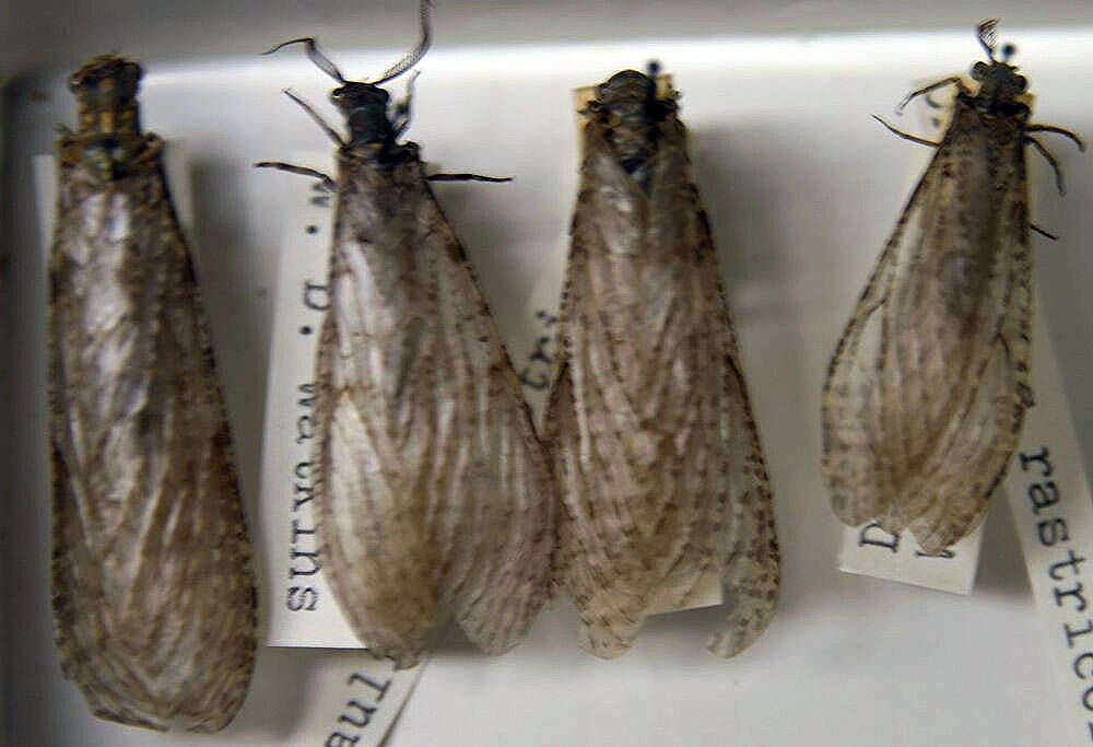 Image of Fishflies