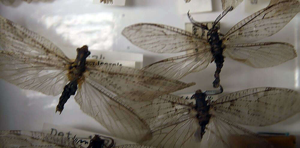 Image of Fishflies