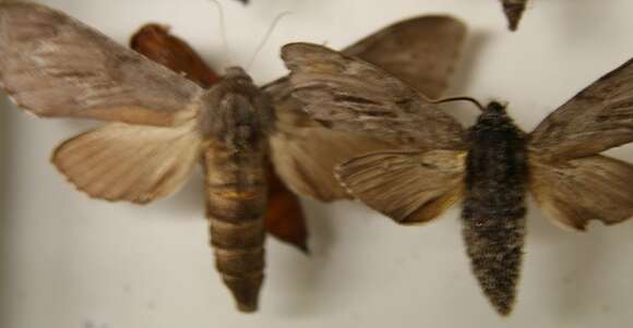 Image of Southern Pine Sphinx