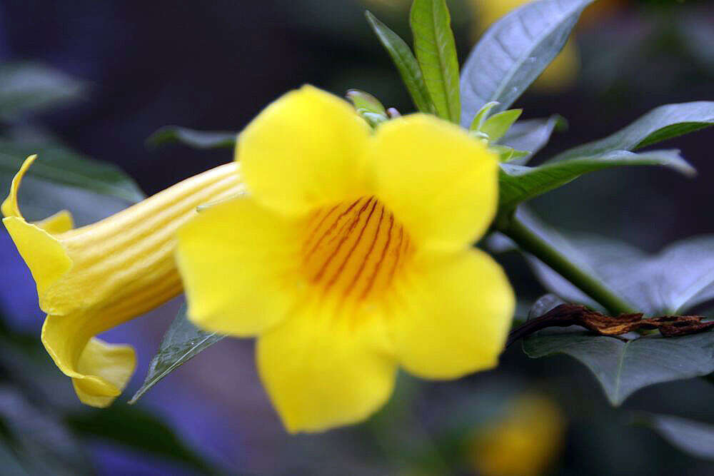 Image of bush allamanda