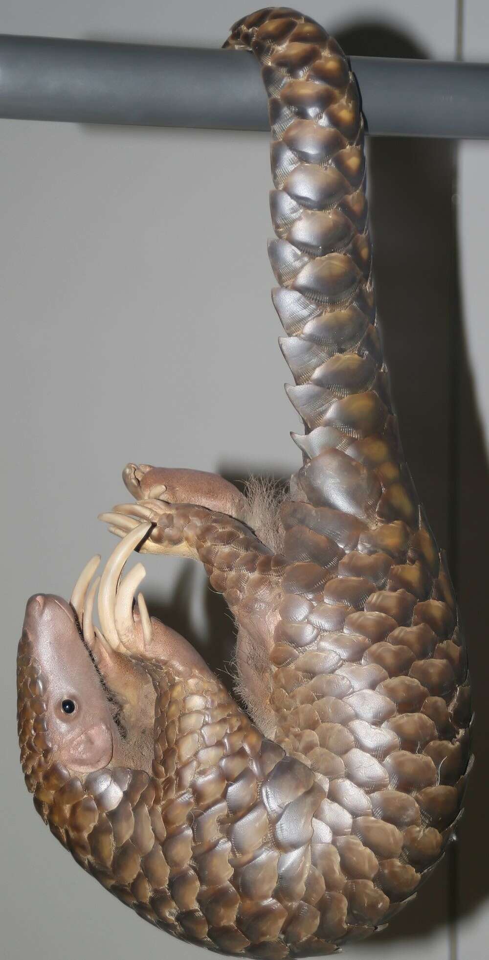 Image of Chinese Pangolin