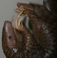 Image of Chinese Pangolin