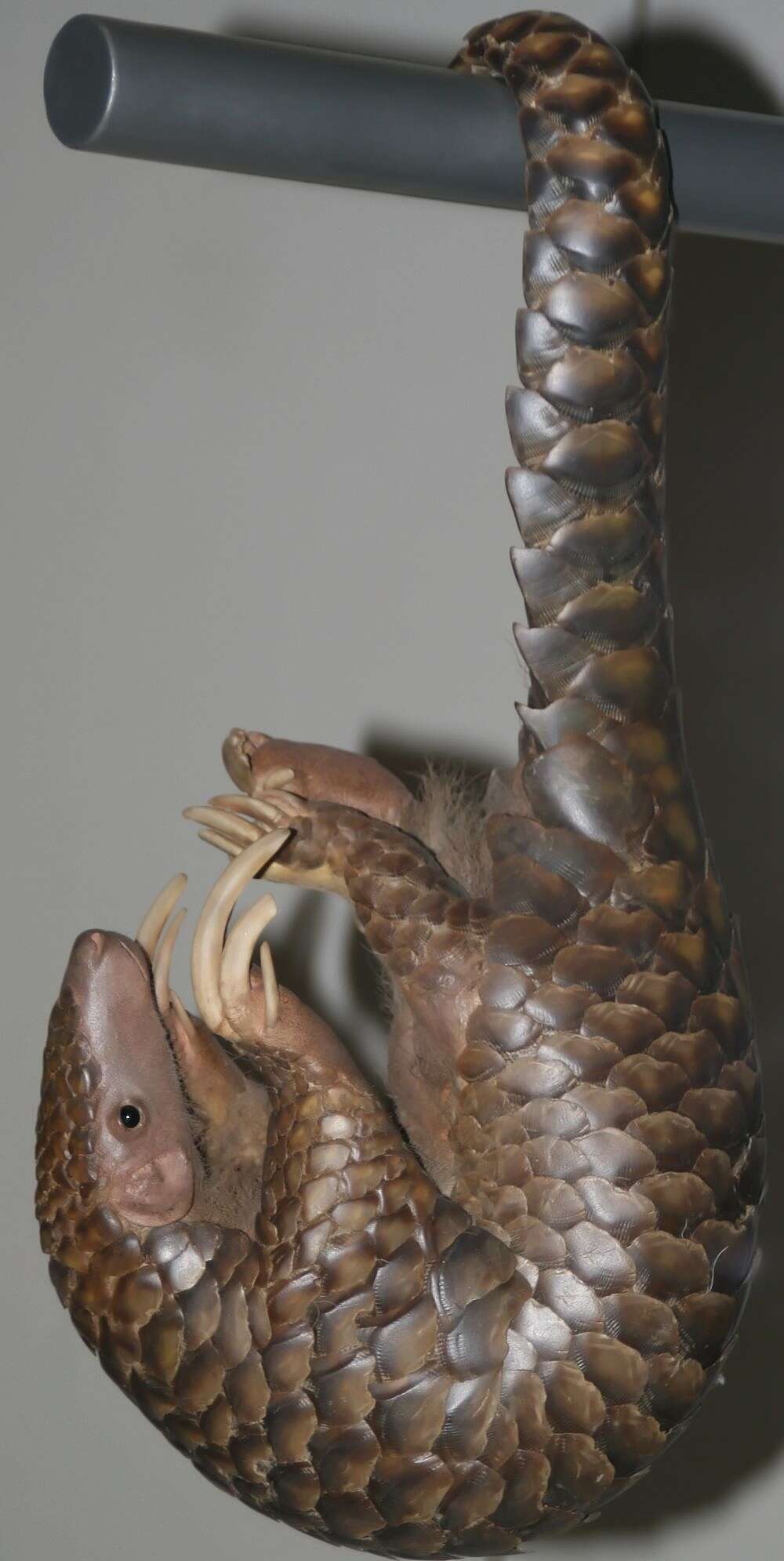 Image of Chinese Pangolin