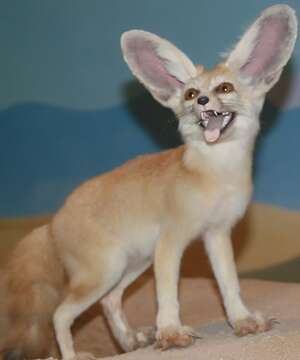 Image of Fennec Fox