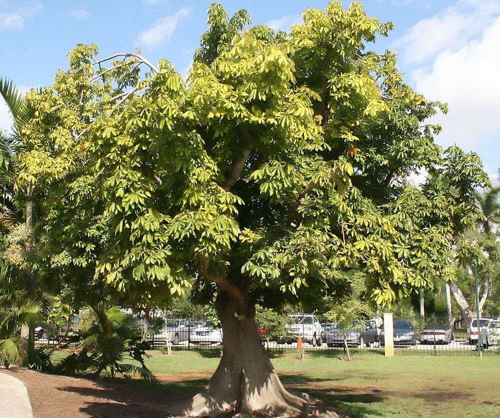 Image of Guiana-chestnut
