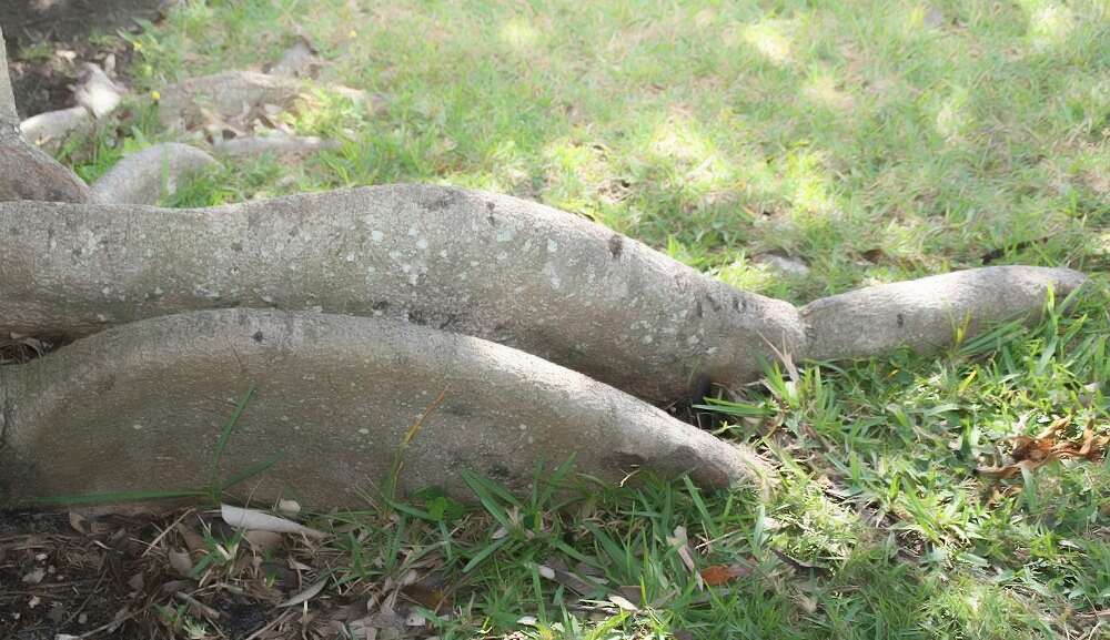 Image of Guiana-chestnut