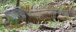 Image of Green iguana