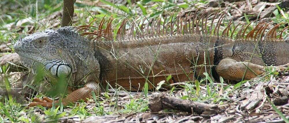 Image of Green iguana