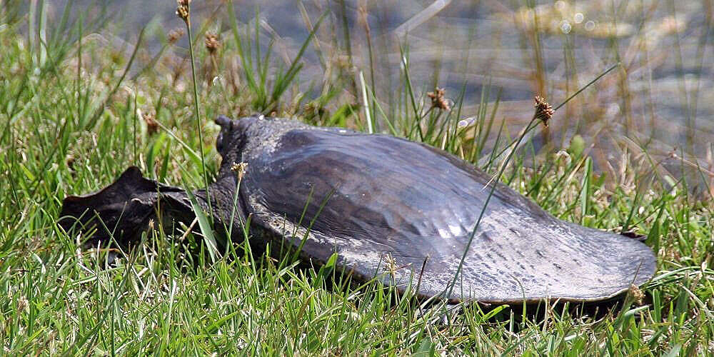 Image of Florida Softshell Turtle