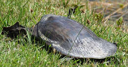 Image of Florida Softshell Turtle