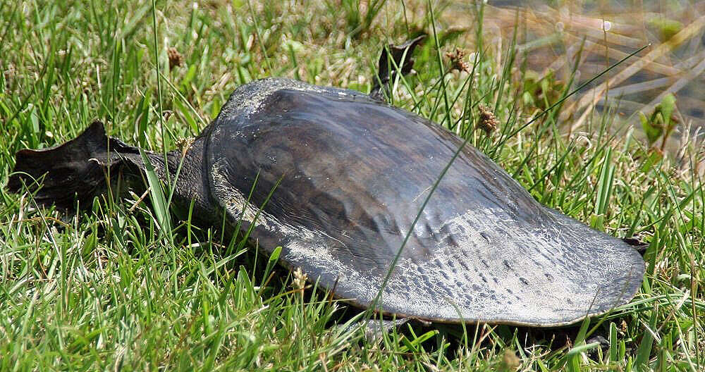 Image of Florida Softshell Turtle