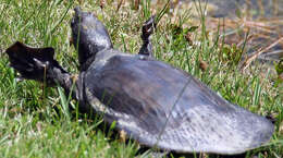 Image of Florida Softshell Turtle