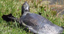 Image of Florida Softshell Turtle