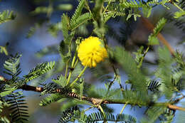 Sivun Vachellia tortuosa (L.) Seigler & Ebinger kuva