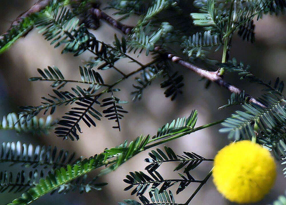 Sivun Vachellia tortuosa (L.) Seigler & Ebinger kuva