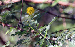 Sivun Vachellia tortuosa (L.) Seigler & Ebinger kuva