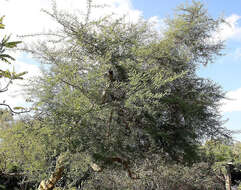 Sivun Vachellia tortuosa (L.) Seigler & Ebinger kuva