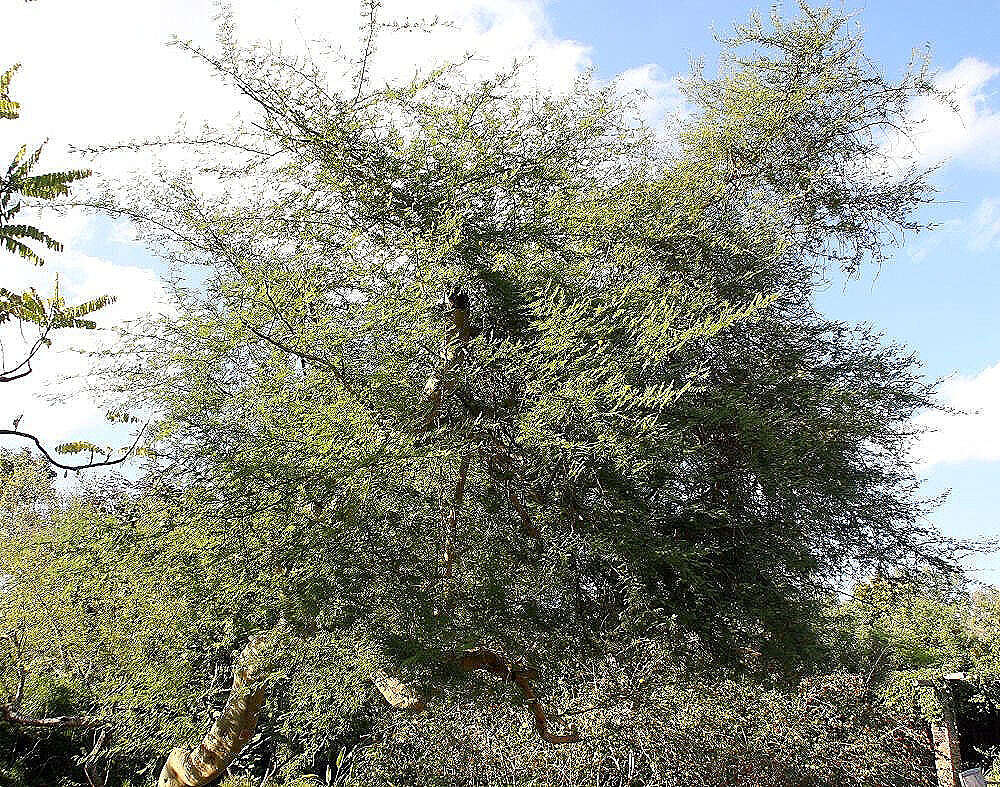 Sivun Vachellia tortuosa (L.) Seigler & Ebinger kuva