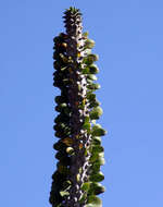 Image of Madagascan ocotillo