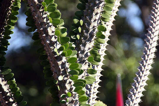 Image of Madagascan ocotillo