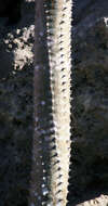 Image of Madagascan ocotillo