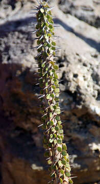 Image of Alluaudia ascendens (Drake) Drake