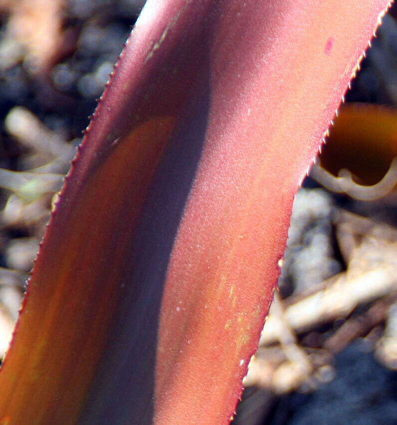 Image of Bromeliad