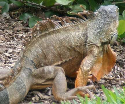 Image of Green iguana