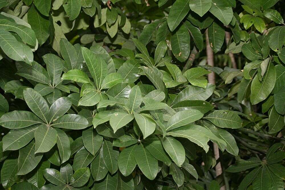 Image of Guiana-chestnut