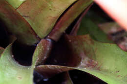 Image of Bromeliad