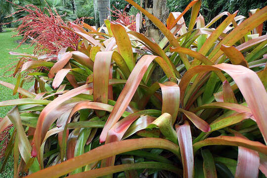 Image of Bromeliad