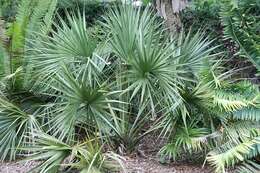 Image of scrub palmetto