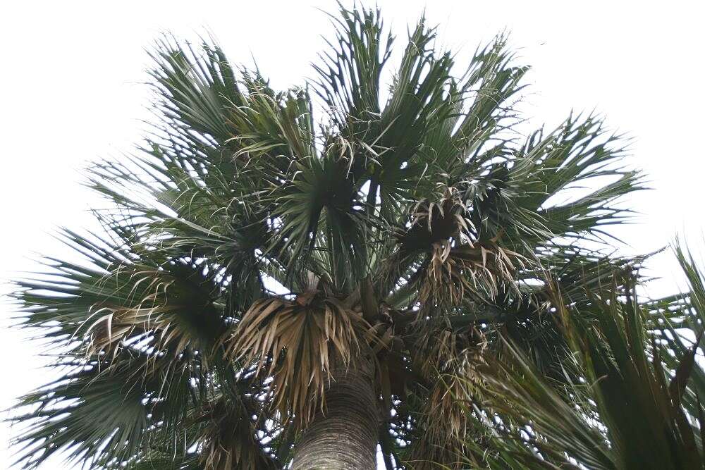 Image of Puerto Rico palmetto