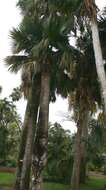 Image of Puerto Rico palmetto