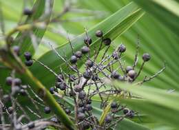 Image of dwarf palmetto