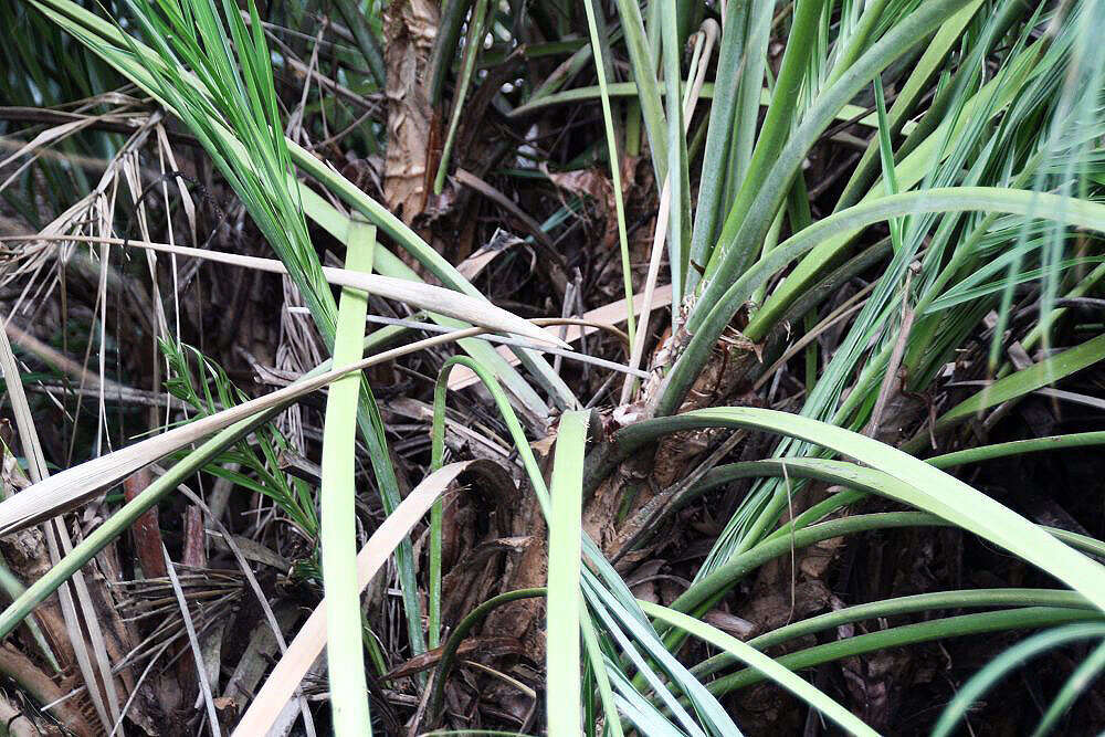 Image of Beach Coconut